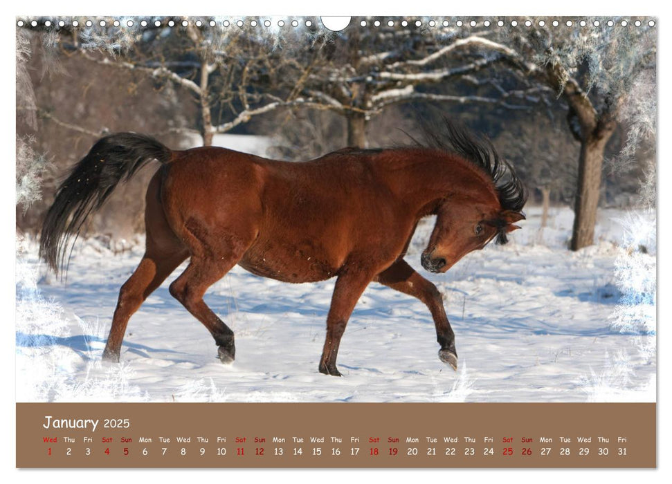 Arabian Horses - Beauty And Nobility (CALVENDO Monthly Calendar 2025)