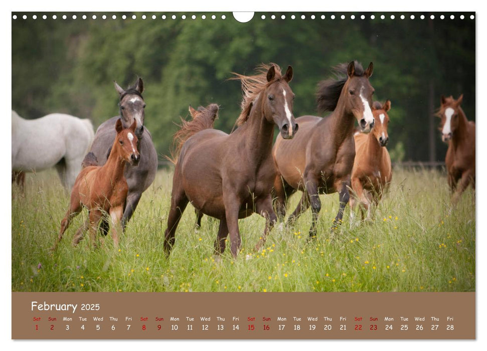 Arabian Horses - Beauty And Nobility (CALVENDO Monthly Calendar 2025)