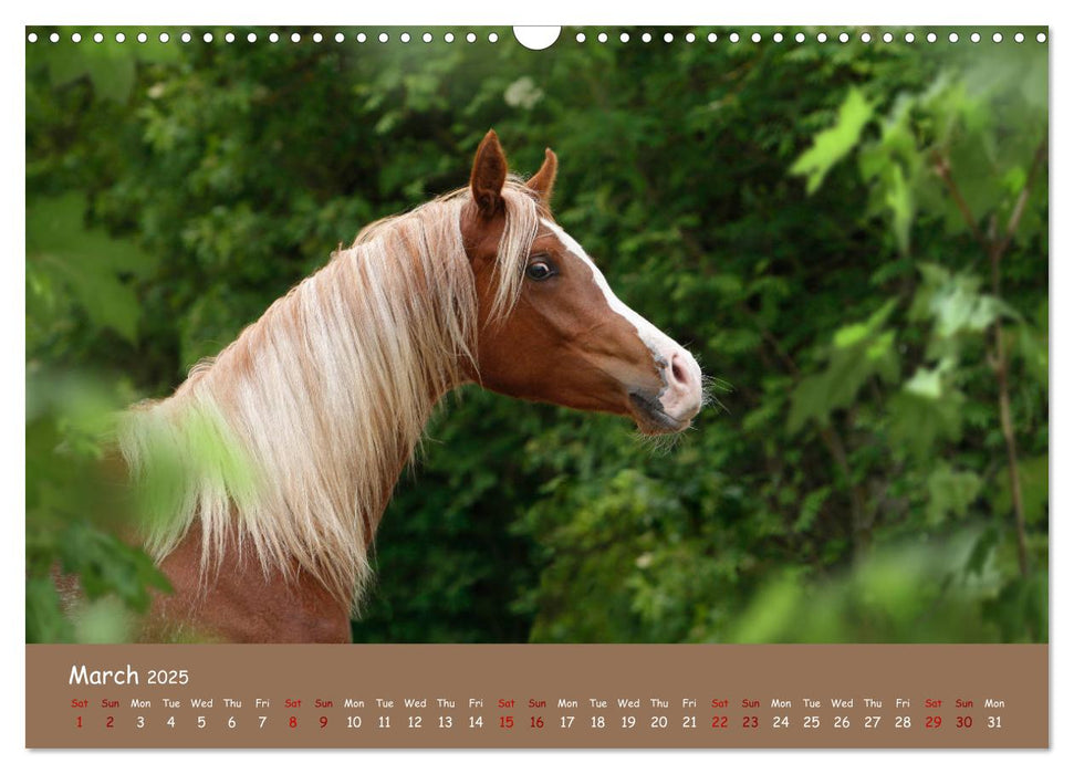 Arabian Horses - Beauty And Nobility (CALVENDO Monthly Calendar 2025)