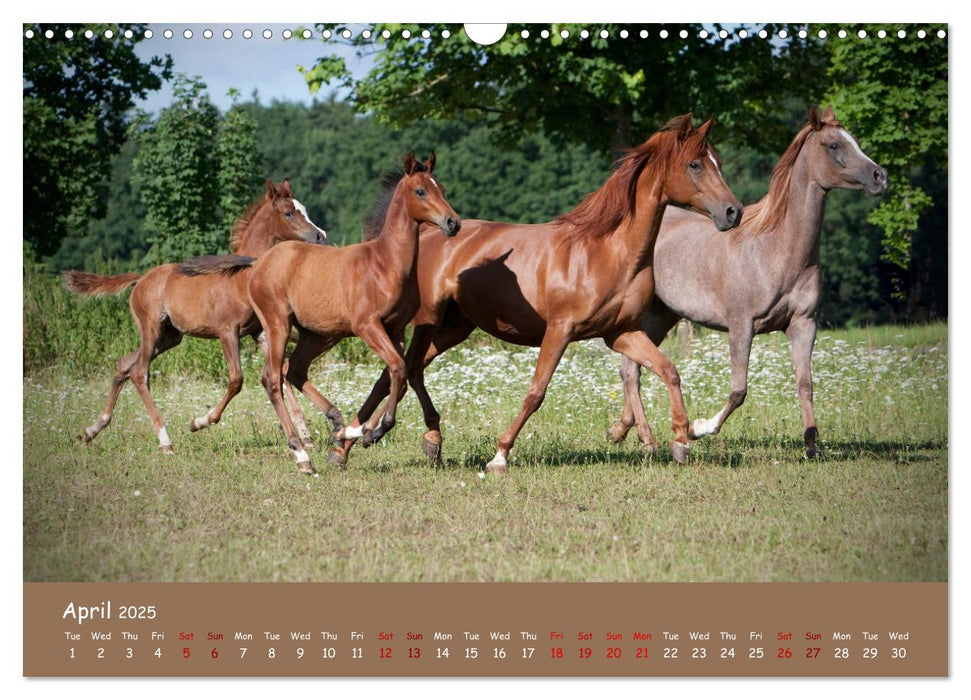 Arabian Horses - Beauty And Nobility (CALVENDO Monthly Calendar 2025)