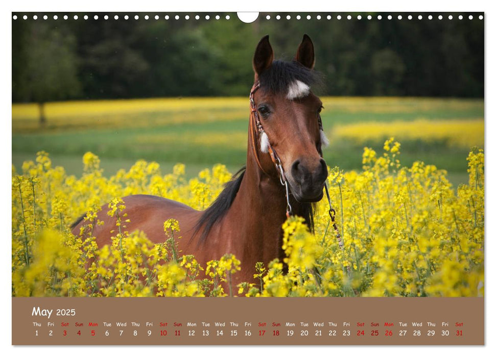 Arabian Horses - Beauty And Nobility (CALVENDO Monthly Calendar 2025)