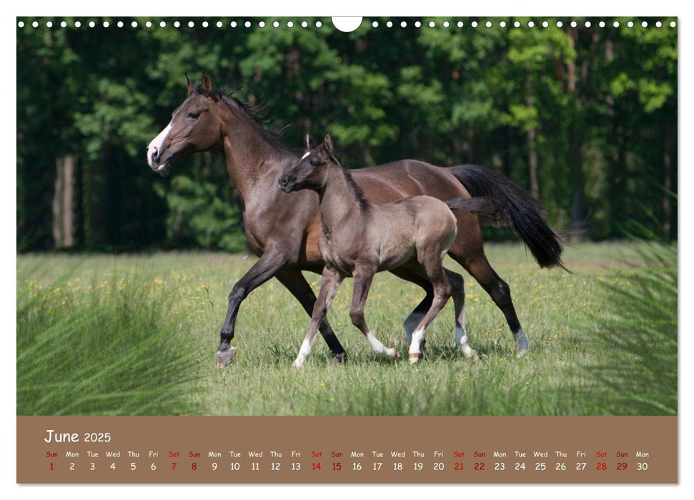 Arabian Horses - Beauty And Nobility (CALVENDO Monthly Calendar 2025)