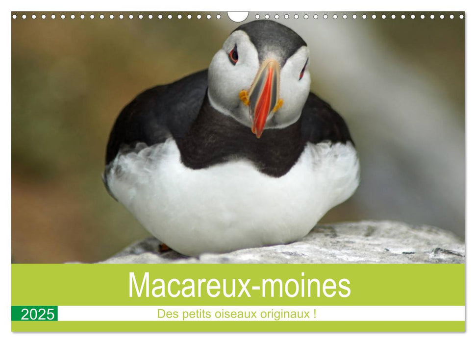 Macareux-moines 
Des petits oiseaux originaux! (CALVENDO Calendrier mensuel 2025)