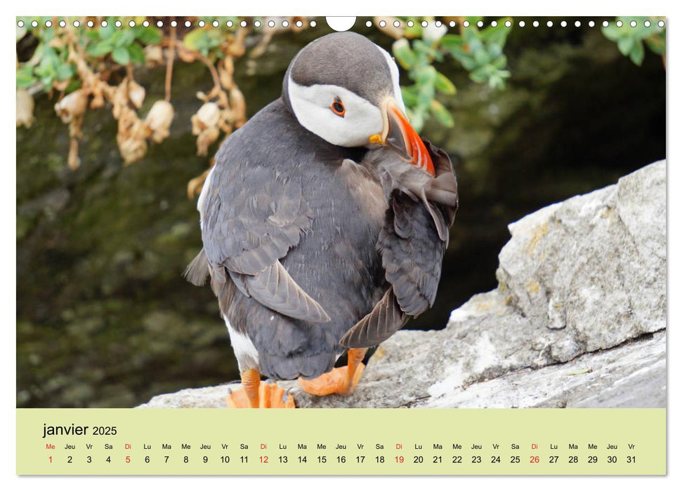 Macareux-moines 
Des petits oiseaux originaux! (CALVENDO Calendrier mensuel 2025)