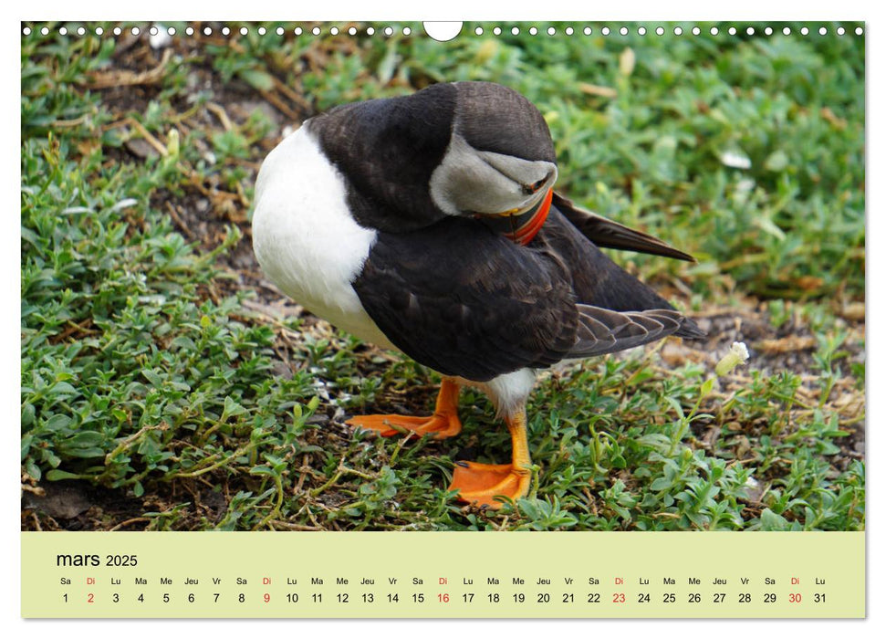 Macareux-moines 
Des petits oiseaux originaux! (CALVENDO Calendrier mensuel 2025)