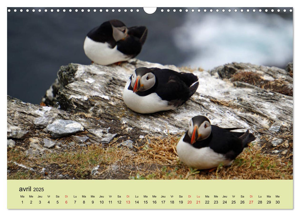 Macareux-moines 
Des petits oiseaux originaux! (CALVENDO Calendrier mensuel 2025)