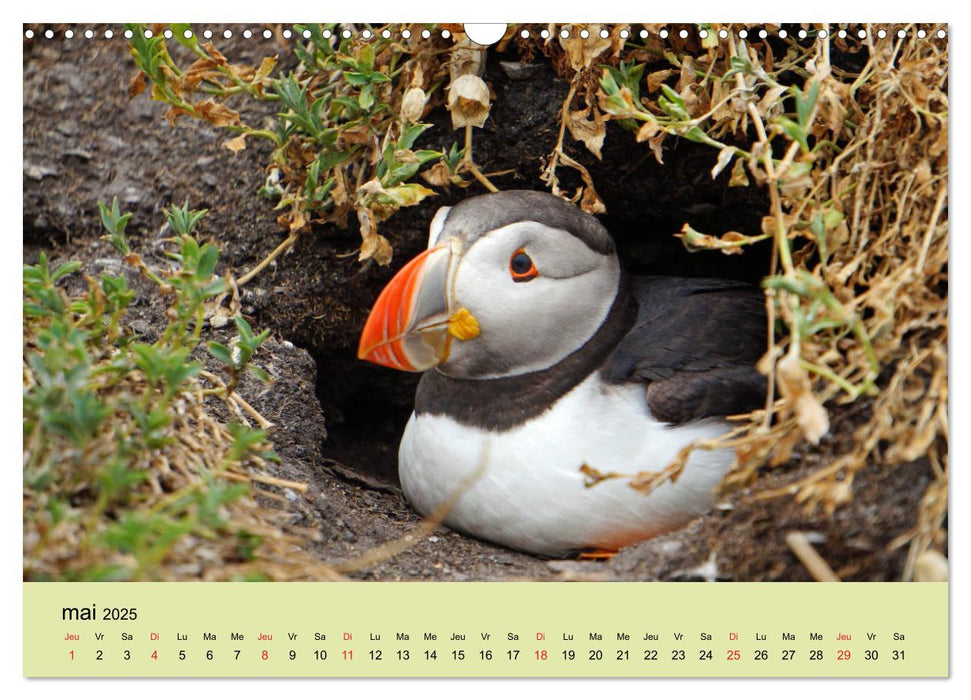 Macareux-moines 
Des petits oiseaux originaux! (CALVENDO Calendrier mensuel 2025)