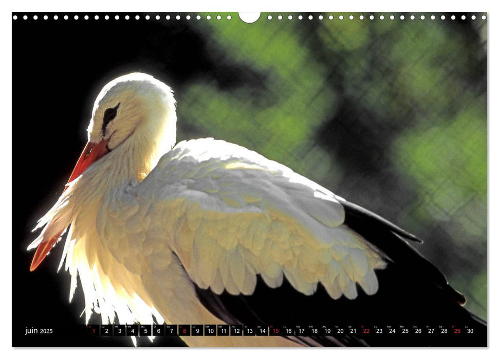 Collection Terre ALSACE (CALVENDO Calendrier mensuel 2025)