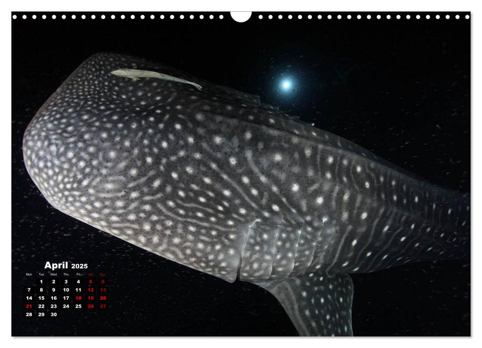 Magical Underwater World (CALVENDO Monthly Calendar 2025)