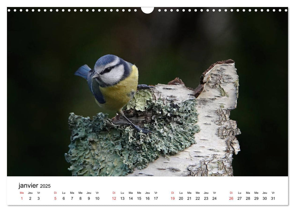 Oiseaux de nos villages en Gâtinais (CALVENDO Calendrier mensuel 2025)