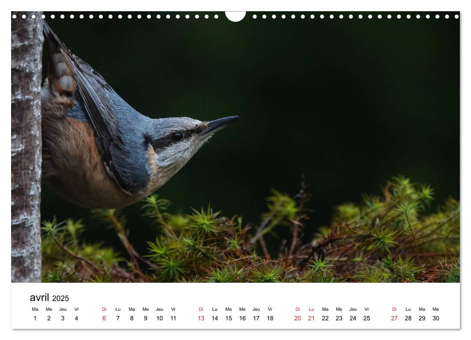 Oiseaux de nos villages en Gâtinais (CALVENDO Calendrier mensuel 2025)