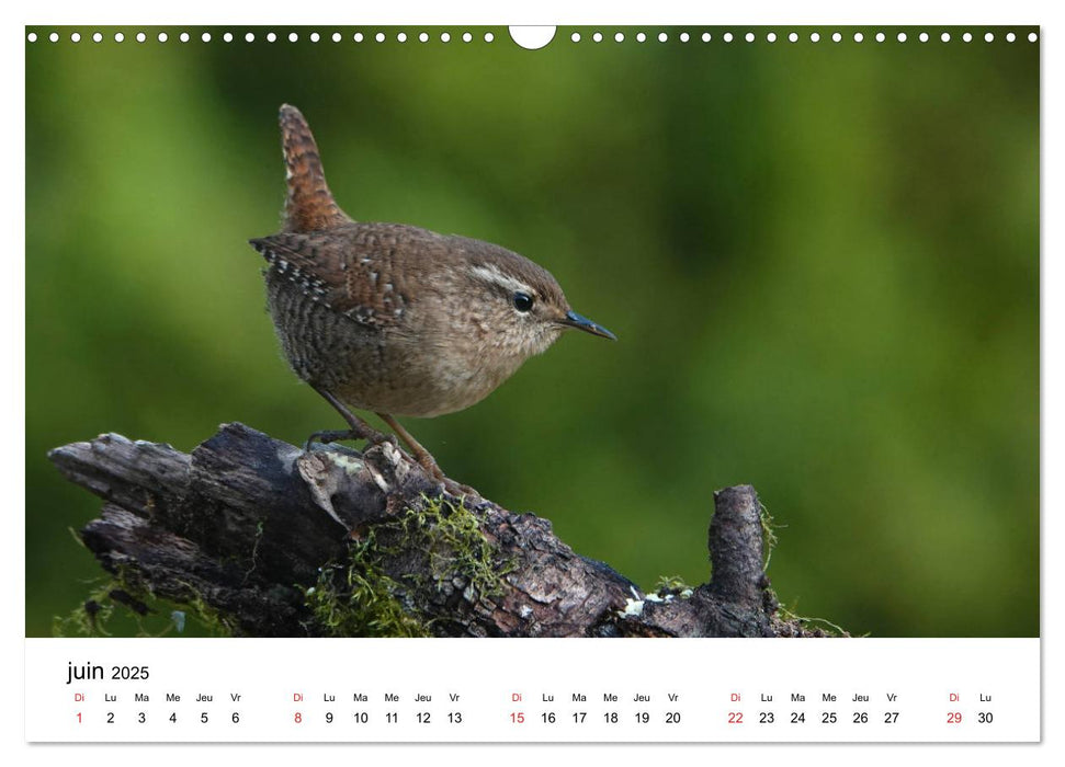 Oiseaux de nos villages en Gâtinais (CALVENDO Calendrier mensuel 2025)