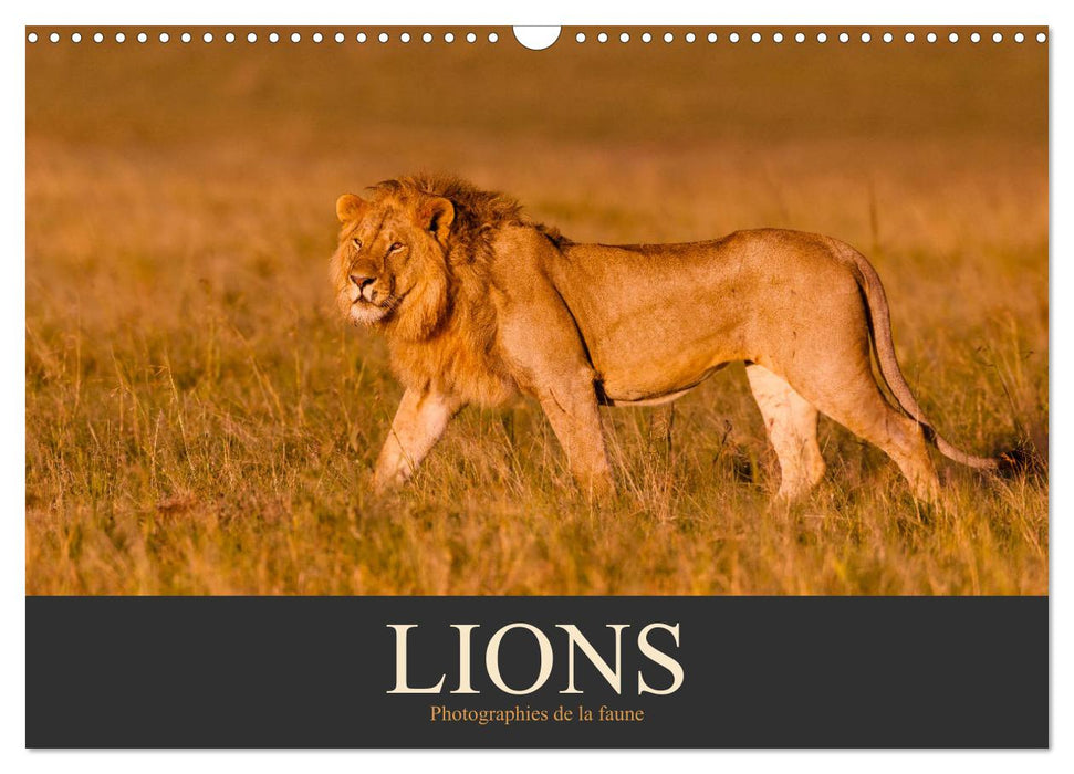 Lions – Photographies de la faune (CALVENDO Calendrier mensuel 2025)