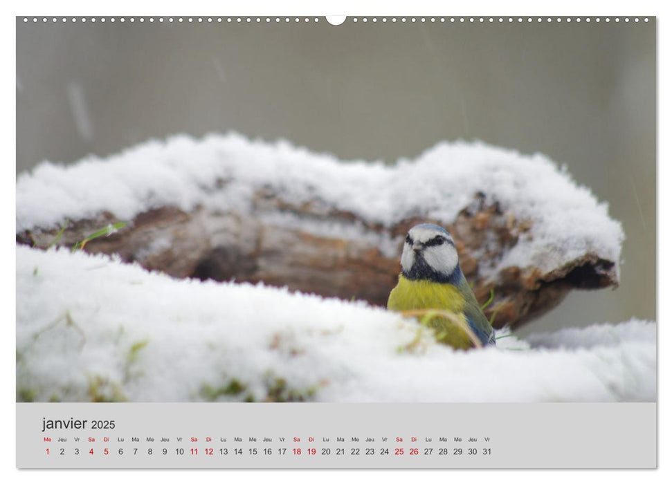 Mes anges bleus "mésanges bleues" (CALVENDO Calendrier supérieur 2025)