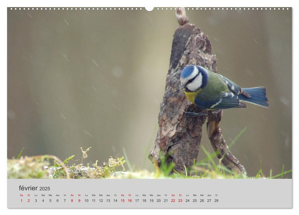 Mes anges bleus "mésanges bleues" (CALVENDO Calendrier supérieur 2025)