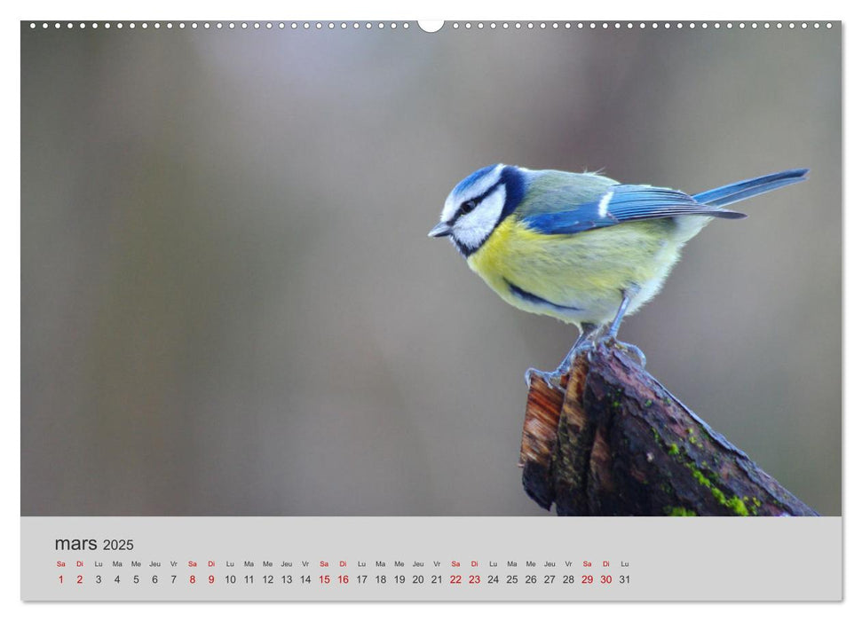 Mes anges bleus "mésanges bleues" (CALVENDO Calendrier supérieur 2025)