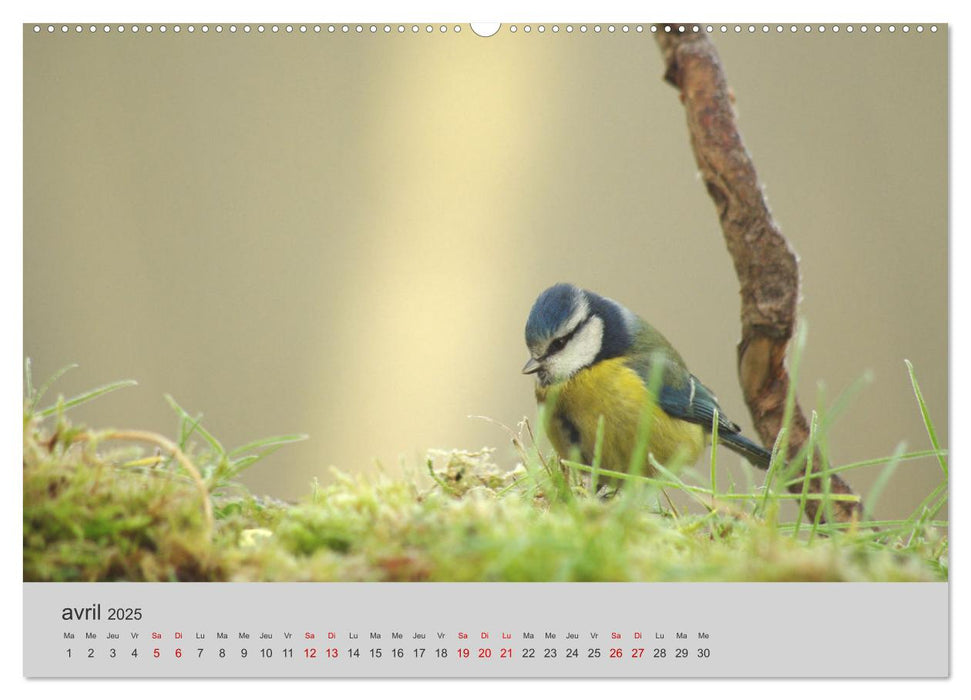 Mes anges bleus "mésanges bleues" (CALVENDO Calendrier supérieur 2025)