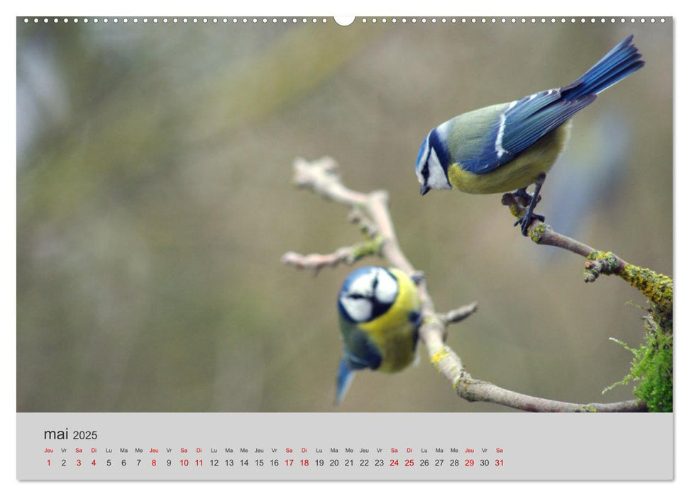 Mes anges bleus "mésanges bleues" (CALVENDO Calendrier supérieur 2025)