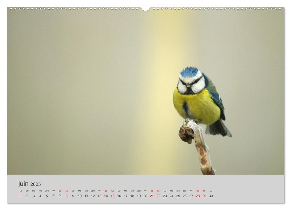 Mes anges bleus "mésanges bleues" (CALVENDO Calendrier supérieur 2025)