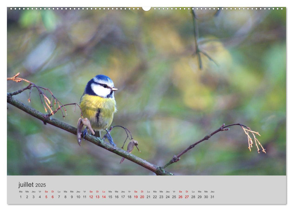 Mes anges bleus "mésanges bleues" (CALVENDO Calendrier supérieur 2025)