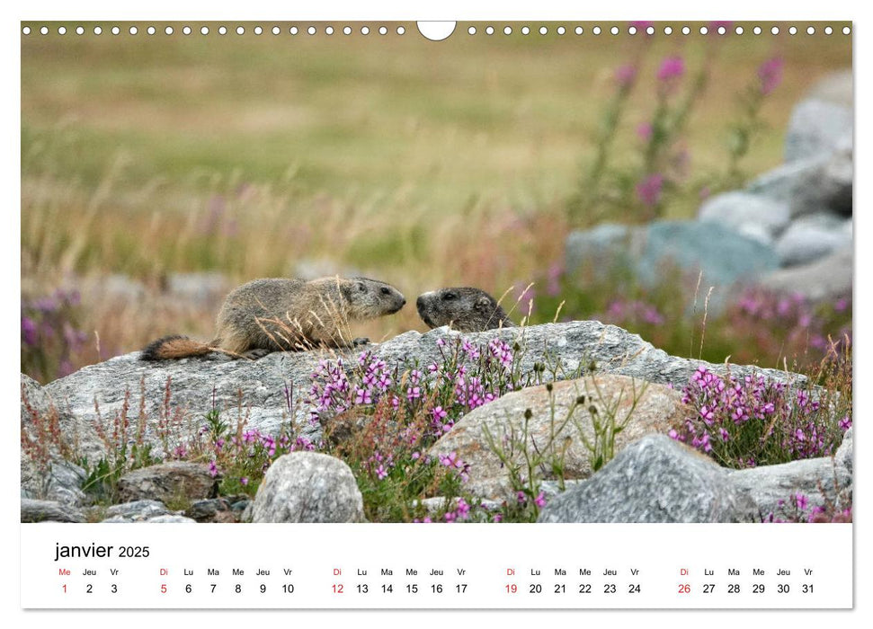 Le monde des marmottes en Haute Maurienne (CALVENDO Calendrier mensuel 2025)