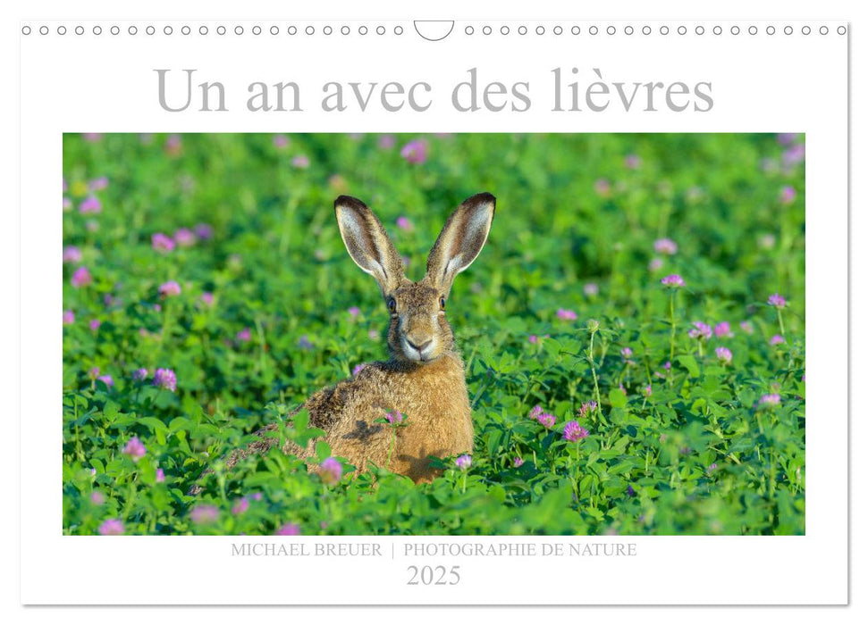 Un an avec des lièvres (CALVENDO Calendrier mensuel 2025)