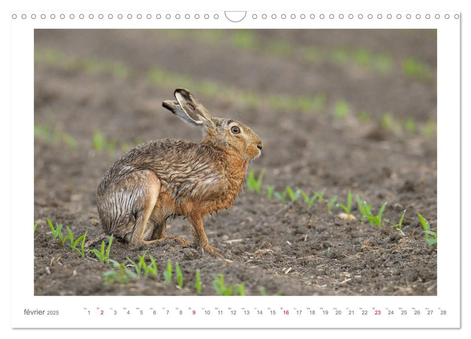 Un an avec des lièvres (CALVENDO Calendrier mensuel 2025)