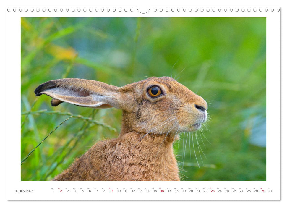 Un an avec des lièvres (CALVENDO Calendrier mensuel 2025)