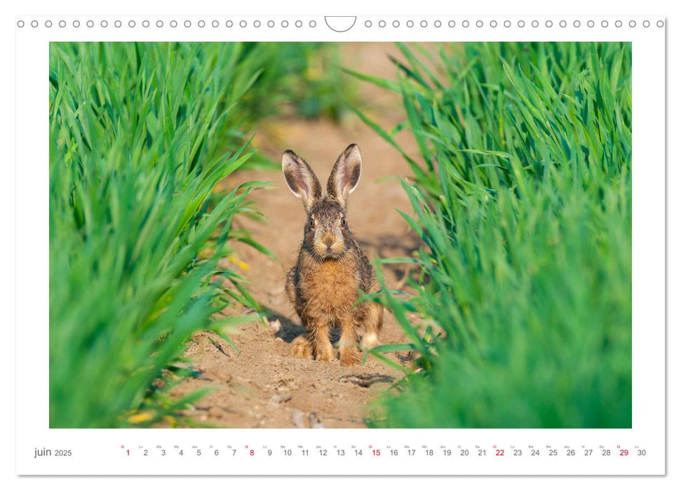 Un an avec des lièvres (CALVENDO Calendrier mensuel 2025)