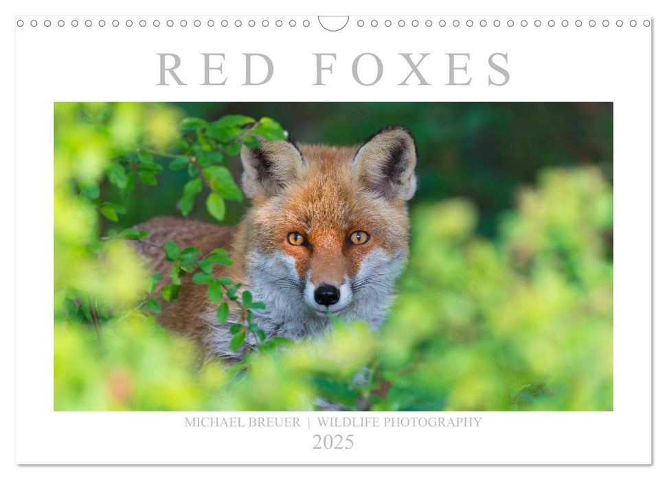 Red Foxes 2025 (CALVENDO Monthly Calendar 2025)