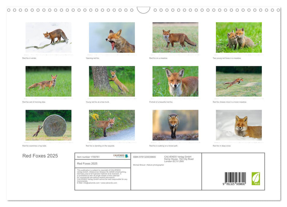 Red Foxes 2025 (CALVENDO Monthly Calendar 2025)