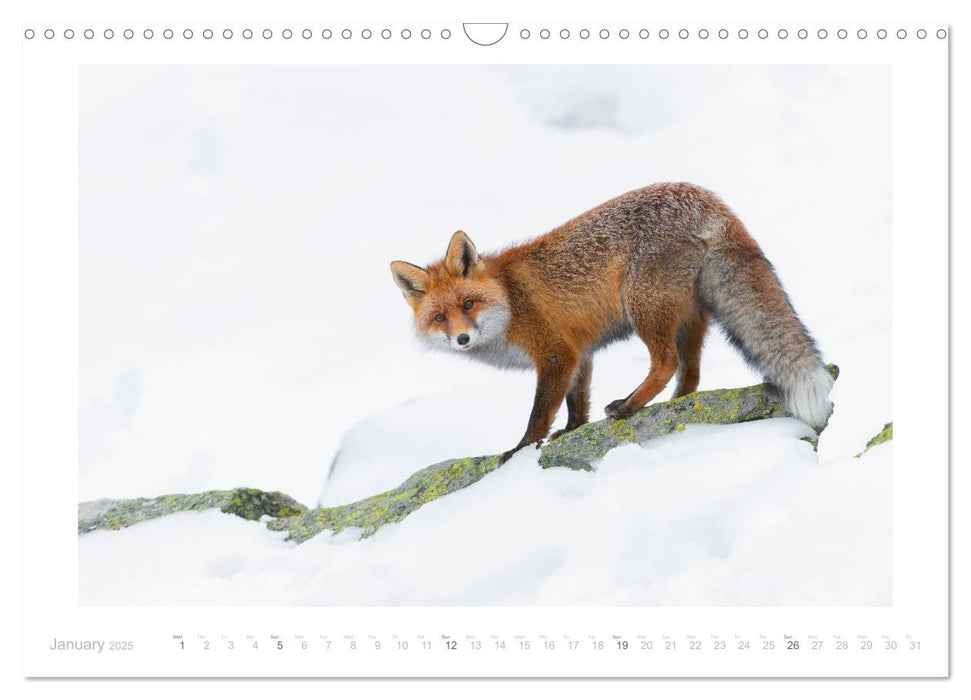 Red Foxes 2025 (CALVENDO Monthly Calendar 2025)