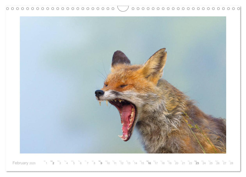 Red Foxes 2025 (CALVENDO Monthly Calendar 2025)