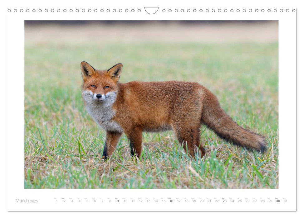 Red Foxes 2025 (CALVENDO Monthly Calendar 2025)