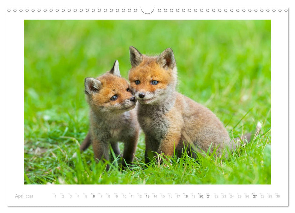 Red Foxes 2025 (CALVENDO Monthly Calendar 2025)