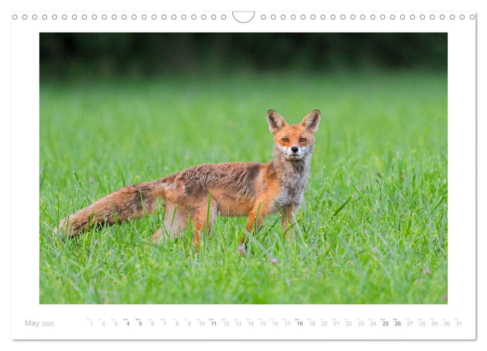 Red Foxes 2025 (CALVENDO Monthly Calendar 2025)