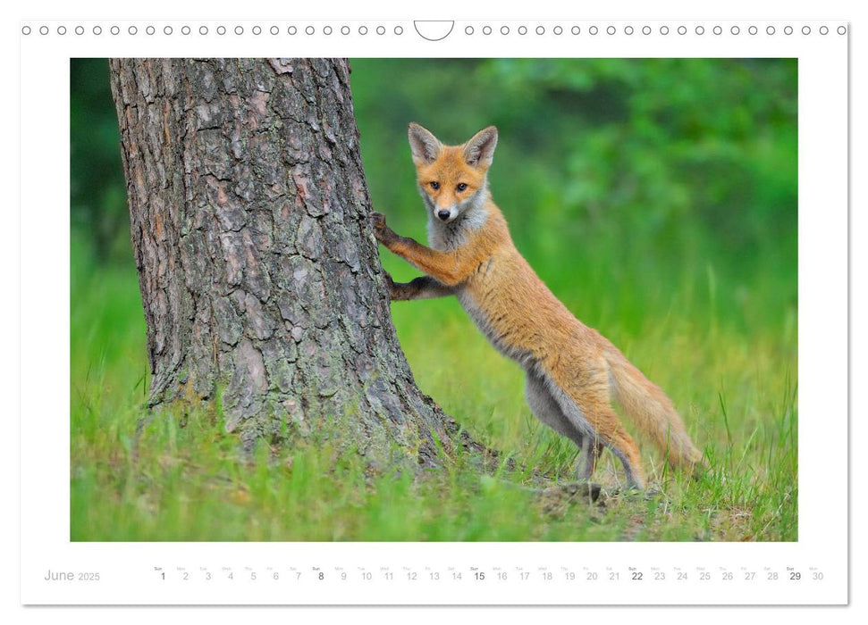 Red Foxes 2025 (CALVENDO Monthly Calendar 2025)