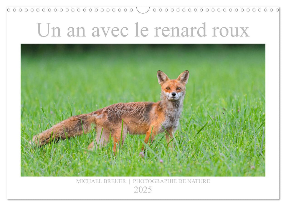 Un an avec le renard roux (CALVENDO Calendrier mensuel 2025)