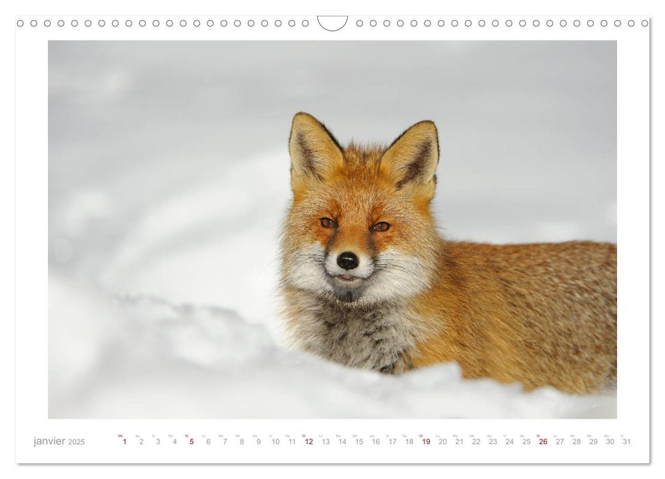 Un an avec le renard roux (CALVENDO Calendrier mensuel 2025)