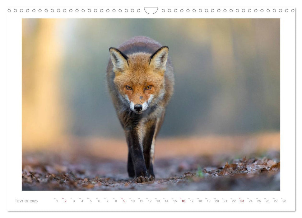 Un an avec le renard roux (CALVENDO Calendrier mensuel 2025)