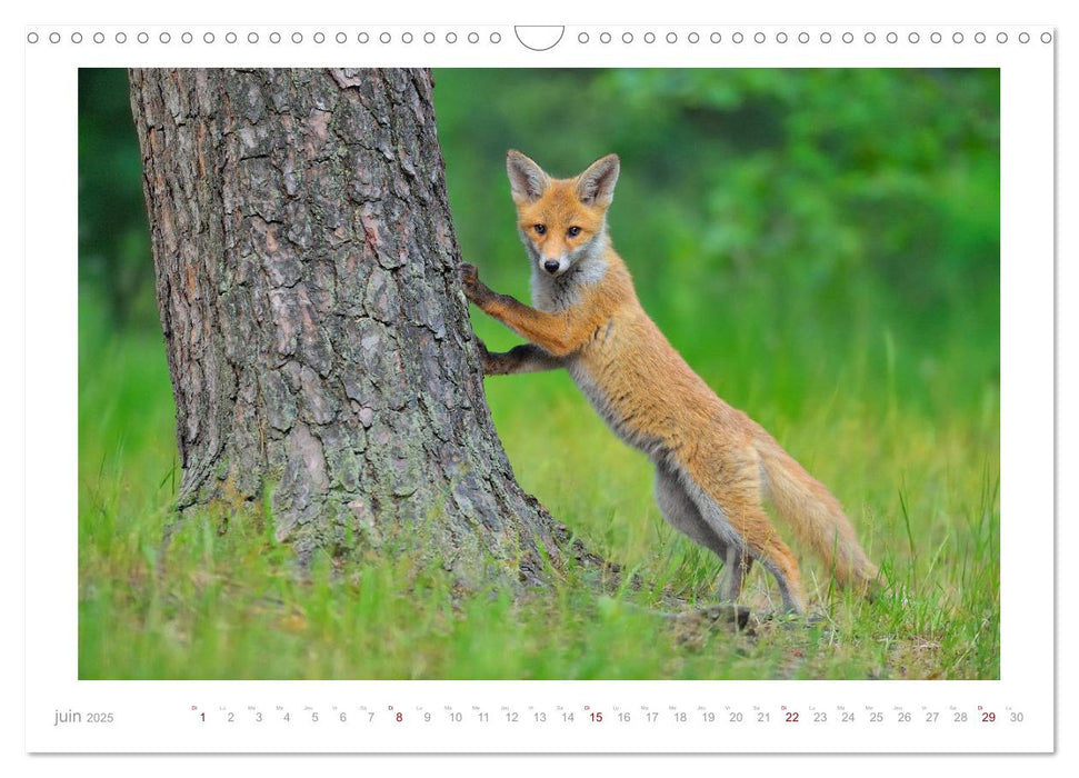 Un an avec le renard roux (CALVENDO Calendrier mensuel 2025)