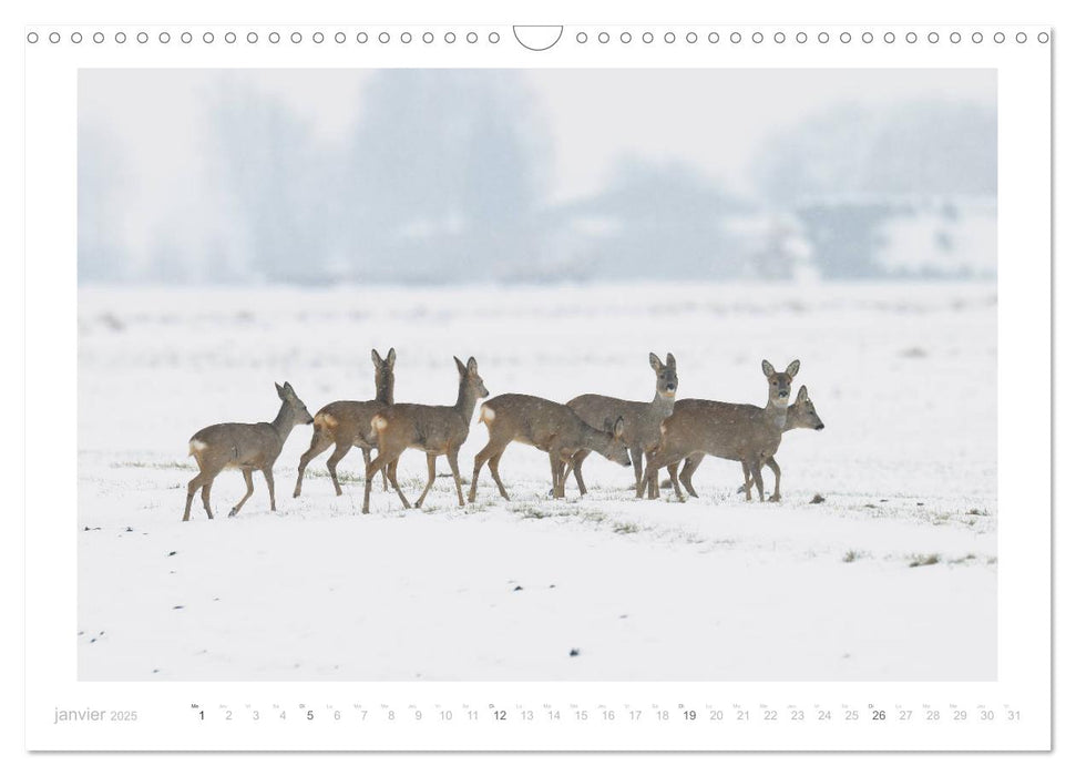 Un an avec des chevreuils (CALVENDO Calendrier mensuel 2025)