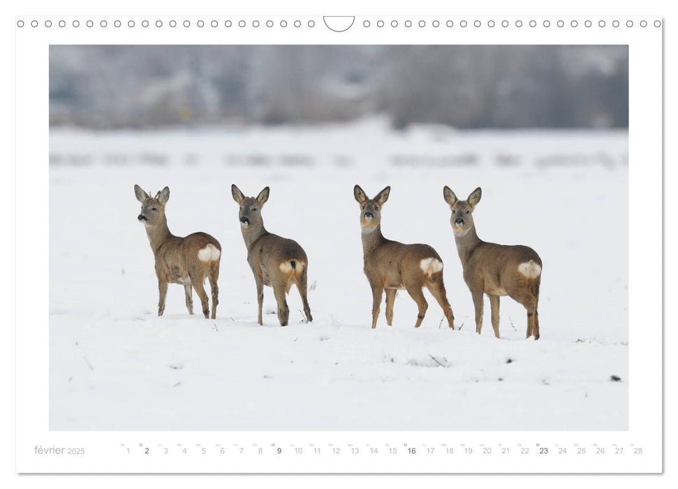 Un an avec des chevreuils (CALVENDO Calendrier mensuel 2025)