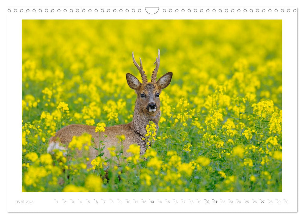 Un an avec des chevreuils (CALVENDO Calendrier mensuel 2025)