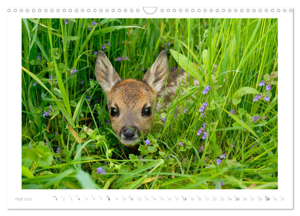 Un an avec des chevreuils (CALVENDO Calendrier mensuel 2025)