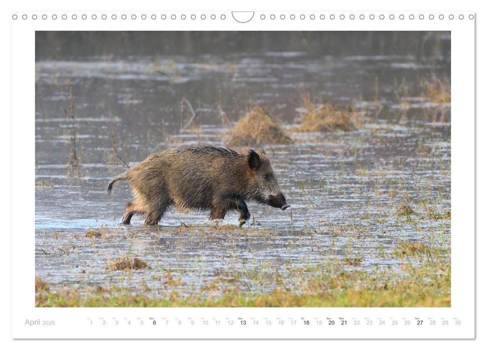 Wild Boars (CALVENDO Monthly Calendar 2025)