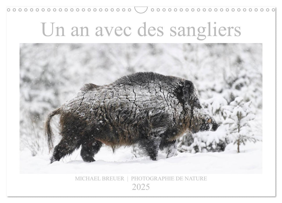 Un an avec des sangliers (CALVENDO Calendrier mensuel 2025)