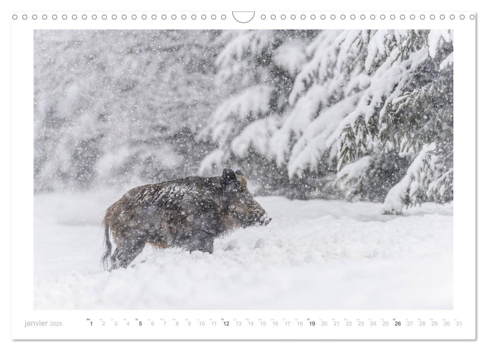 Un an avec des sangliers (CALVENDO Calendrier mensuel 2025)