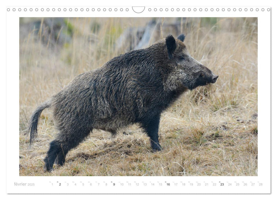 Un an avec des sangliers (CALVENDO Calendrier mensuel 2025)