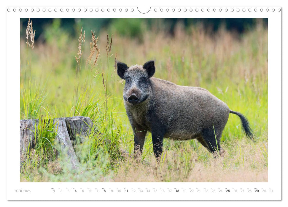 Un an avec des sangliers (CALVENDO Calendrier mensuel 2025)